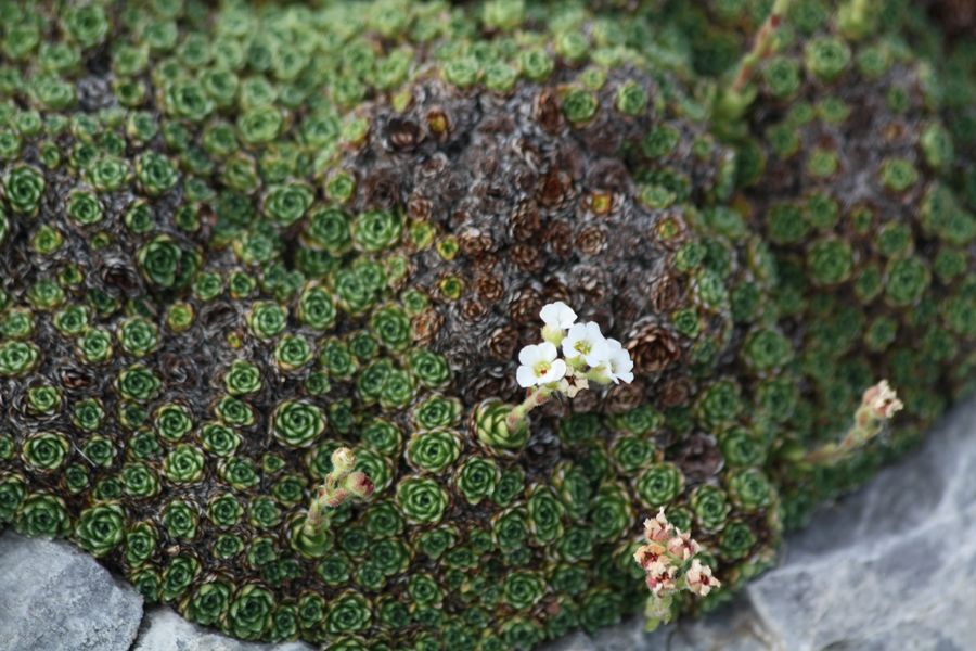 Saxifraga spruneri?